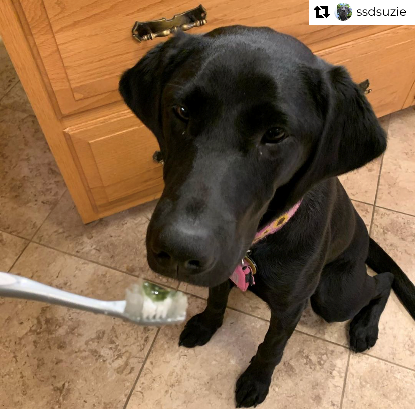 Suzie toothpaste