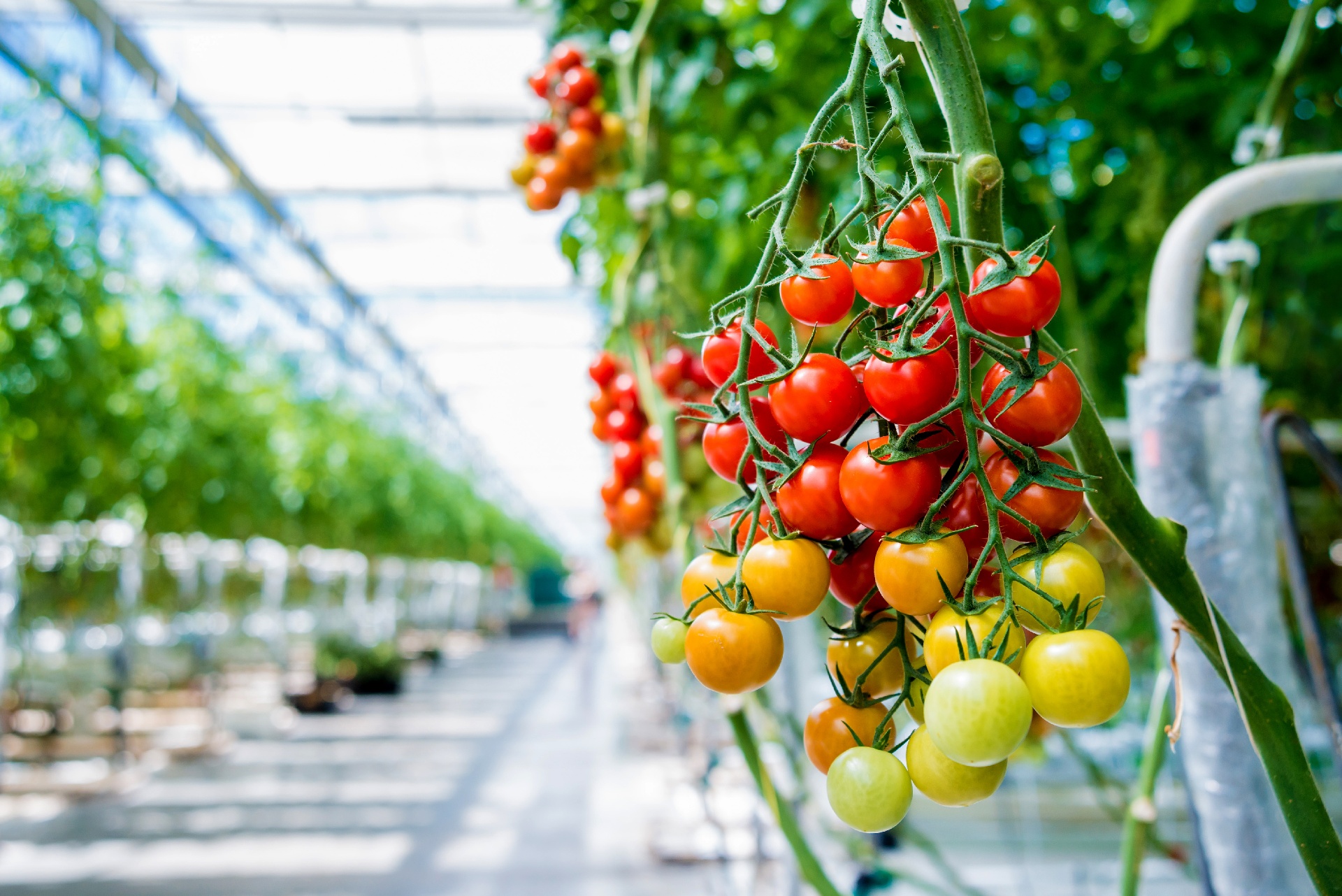 Beautiful red ripe tomatoes grown in a greenhouse.